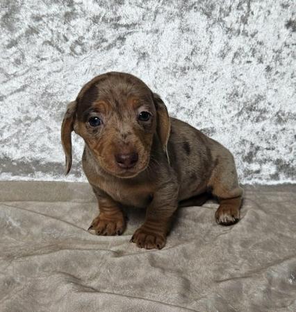 Image 3 of Beautiful smooth miniature dachshund puppies