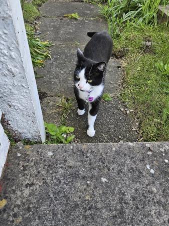 Image 4 of 4 year old female cat for re homing