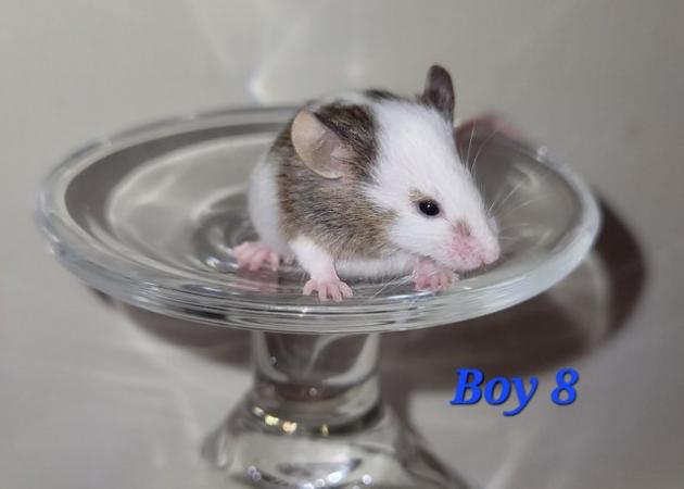 Image 10 of Baby mice - boys £2 great pets. 2 left