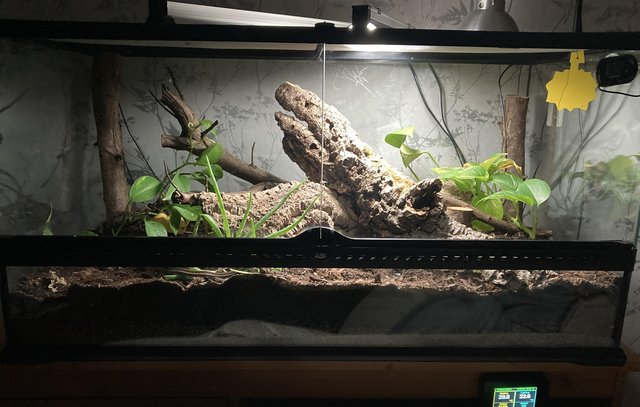 Image 6 of 2 red sided garter snakes with full set up