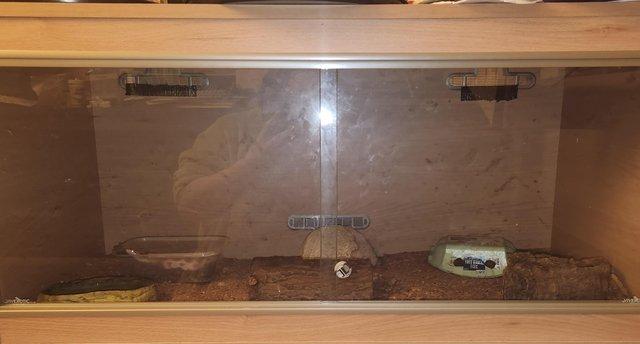 Image 8 of Two lovely, well handled corn snakes. With full set up!