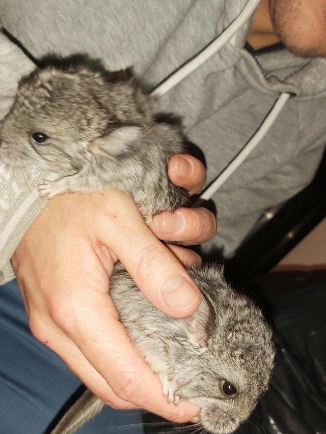 Preview of the first image of Chinchilla babys ready soon.