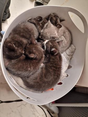 Image 5 of 10 weeks old 3 kittens 2 boys 1 girls