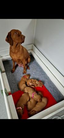 Image 2 of *READY TO LEAVE* KC Registered Hungarian Vizsla Puppies