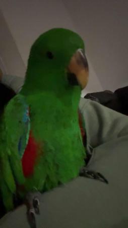 Image 5 of 5 Month Old Baby Eclectus Parrot