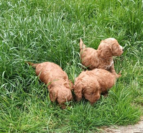 Image 5 of STUNNING GOLD COCKAPOOS FROM 5 * LICENCED BREEDER