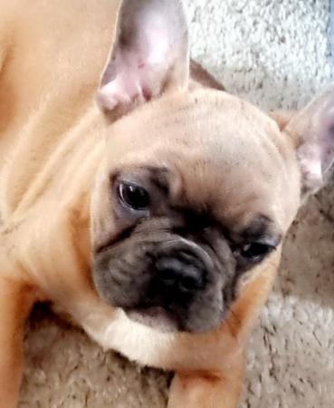 Image 3 of Male fFrench bulldog for sale