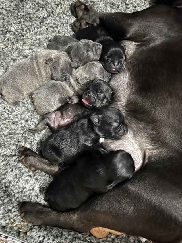 Preview of the first image of French bulldog puppies 1 boy left.