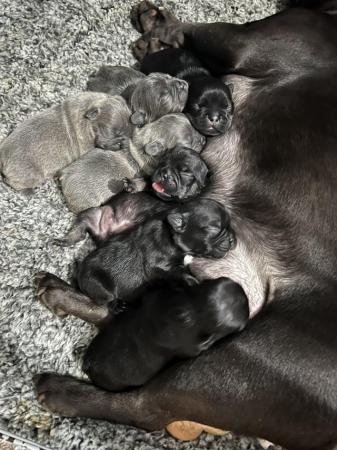 Image 1 of French bulldog puppies 1 boy 1 girl left