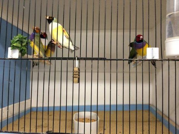Image 9 of WARRINGTON PETS & EXOTICS BIRD PRICE LIST NEW