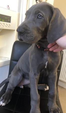 Image 29 of LAST GIRL LEFT! - REDUCED - Blue Great Dane Puppies