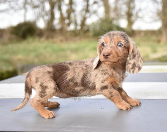 Adorable dachshund puppies looking new home for sale in Tarleton, Lancashire - Image 9