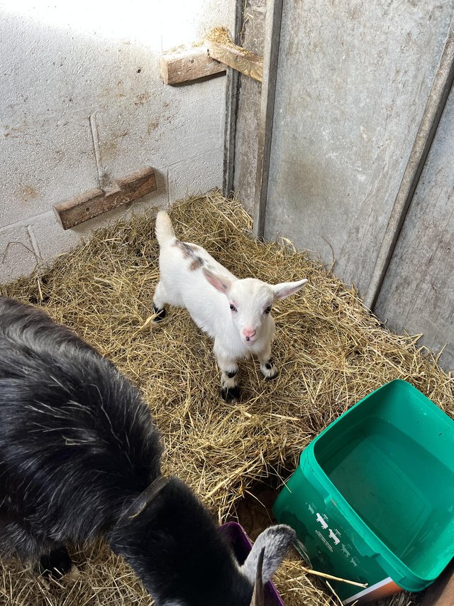Preview of the first image of 2x male Pygmy goat kids.
