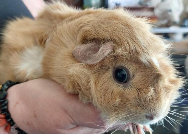 Image 5 of Female Guinea Pig for sale