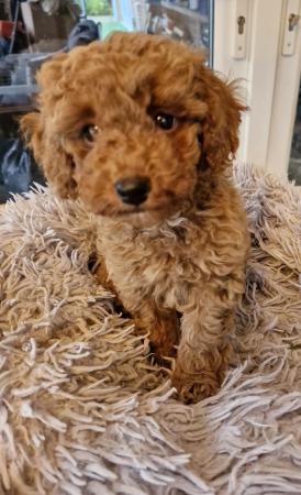Image 8 of Red toy poodle male puppy