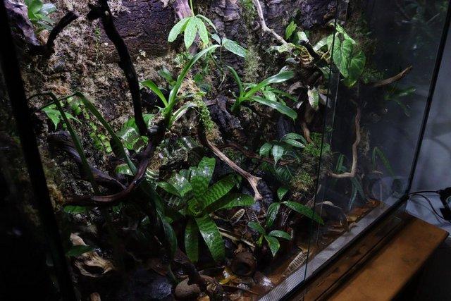 Image 4 of 4ft Glass Reptile/Amphibian Vivarium *TANK ONLY*