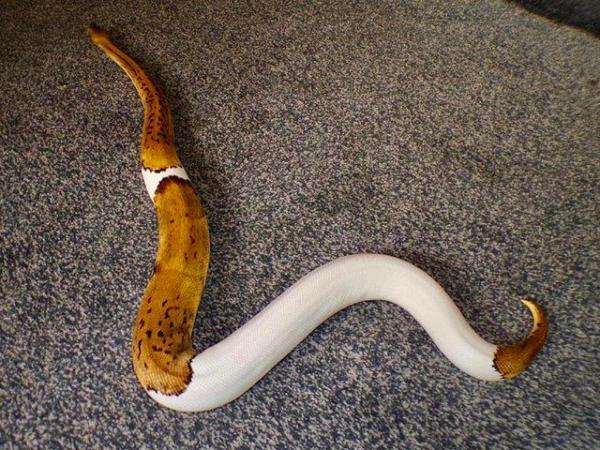 Image 5 of Female leopard pinstripe pastel yellowbelly pied ball python
