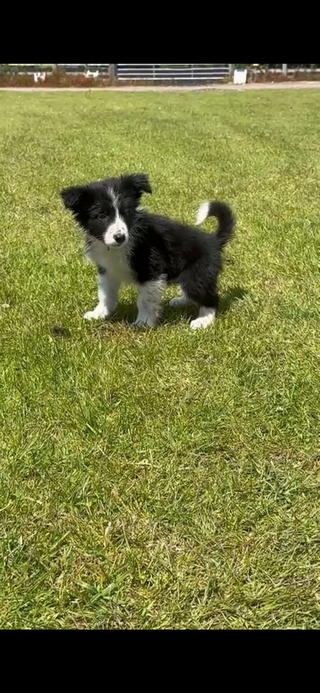 Preview of the first image of Border Collie Pups. KC registered.