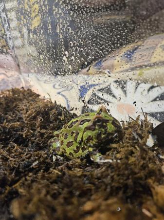 Image 3 of Baby African Bullfrog and Pacman for sale