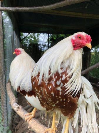 Image 2 of Yokohama bantams or hatching eggs, red shouldered, white