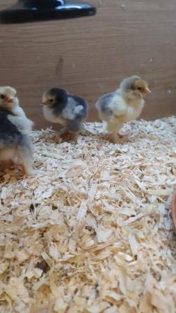 Image 2 of 6 day old large fowl Brahma chicks