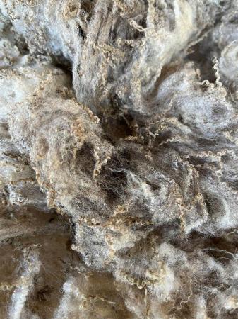 Image 2 of Shetland raw wool fleeces various colours