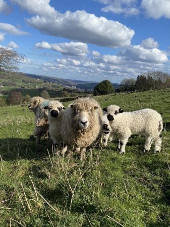 Image 2 of Silver Nose Lambs available (Valais X Grey Faced Dartmoor)
