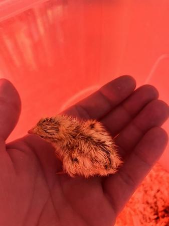 Image 2 of 1 day old jumbo coturnix quail