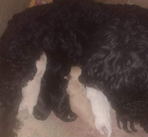 Image 2 of labradoodle puppies ready to leave