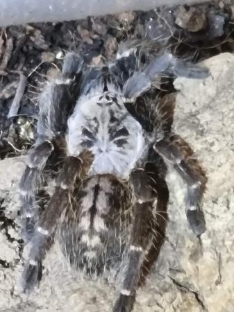 Image 1 of Adult female tarantulas for home