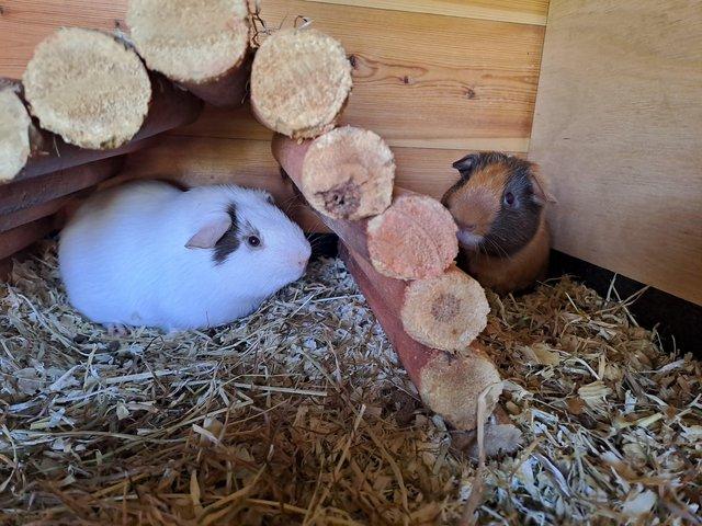 Preview of the first image of Gorgeous baby boy guinea pigs in need of new loving homes.
