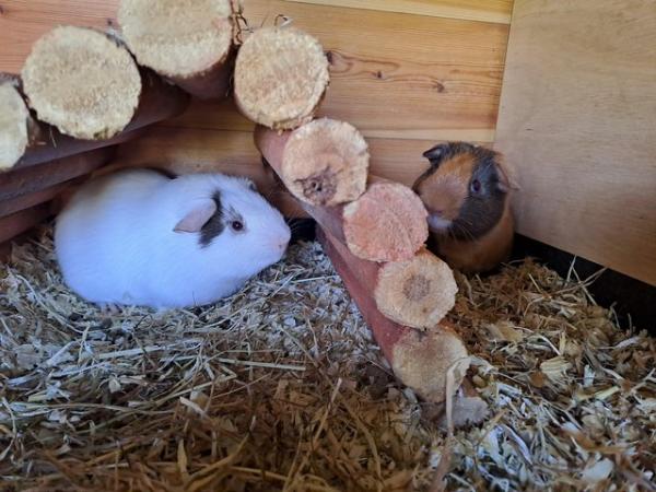 Image 1 of Gorgeous baby boy guinea pigs in need of new loving homes