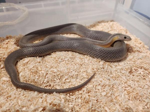 Image 5 of Corn snake for sale £60