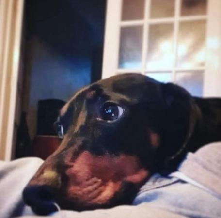 Image 5 of 5 year old Standard Dachshund