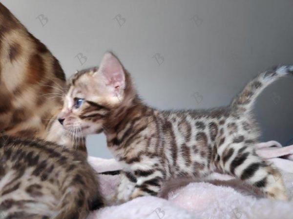 Image 4 of Pedigree Bengals Kittens from TICA reg Lil Bengals Durham