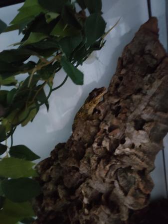 Image 5 of Male Gargoyle Gecko With Bioactive Viv