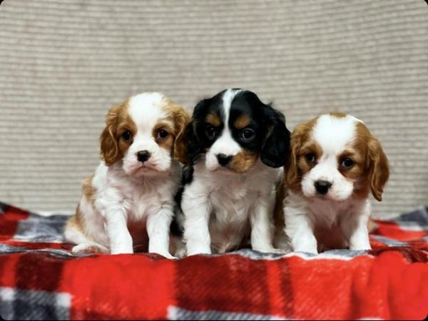Image 4 of STUNNING CAVALIER KING CHARLES PUPPIES