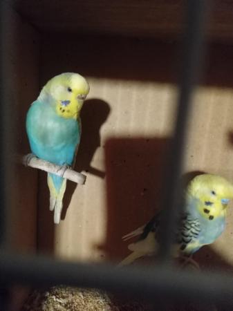 Image 7 of Budgies for sale liverpool