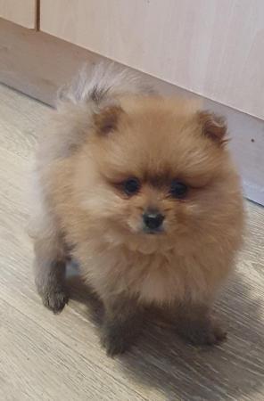 Image 4 of pomeranian puppy ready to leave