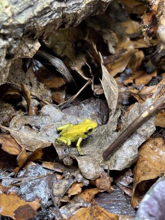 Image 5 of Golden Dart Frogs At Urban Exotics