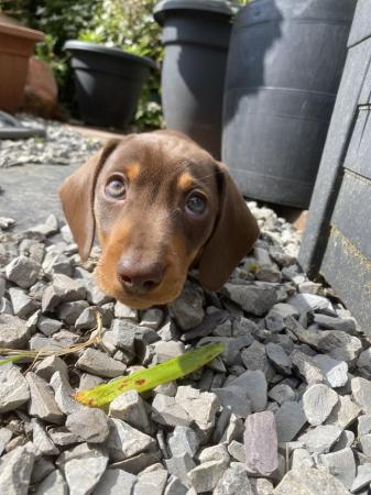 Image 11 of Beautiful Girl Dachshunds, ready to leave 8th May.