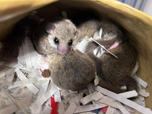 Image 5 of Group of African doormice for sale
