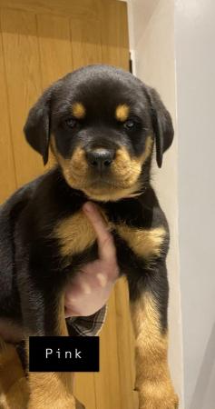 Image 23 of KC registered Rottweiler puppies ready to leave