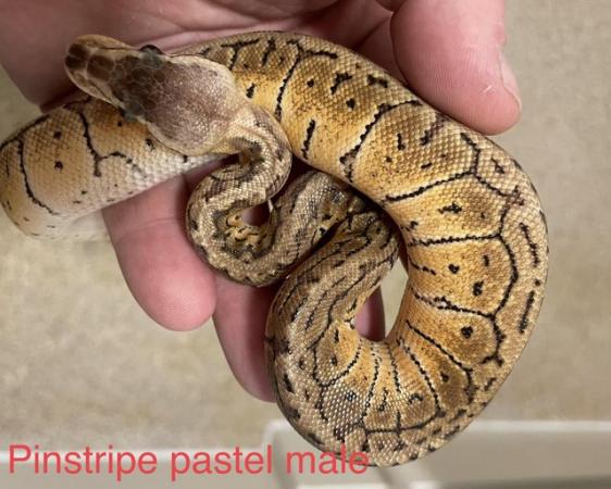 Image 3 of Royal Python CB23 Pinstripe Pastel Male