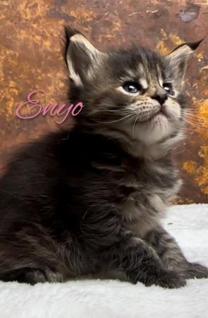 Image 3 of REDUCED, last girl XL GCCF Maine Coon kitten