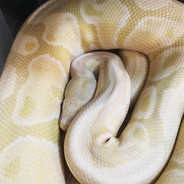 Preview of the first image of Male Candy Ball Python CB2018.