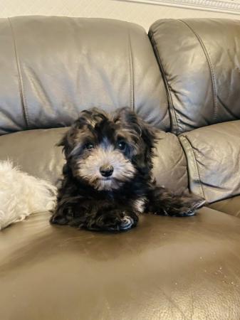Image 6 of Stunning Maltipoo Boy is ready to go to a Loving Home