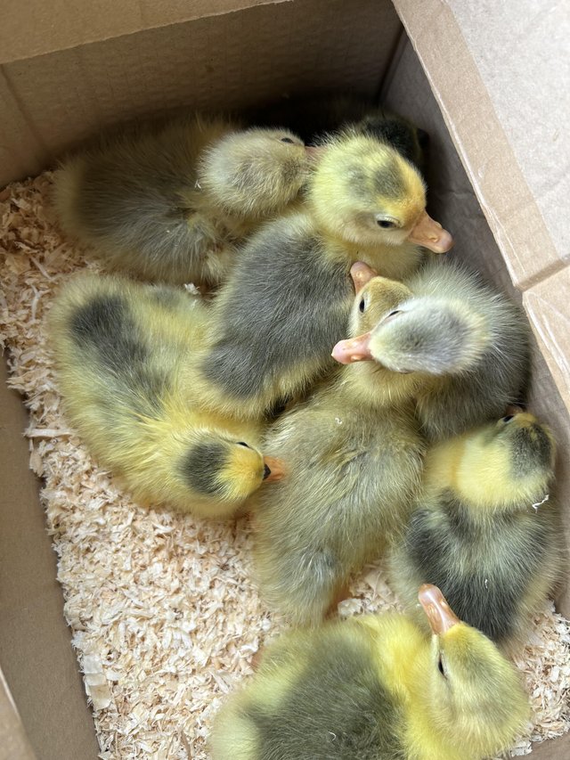 Preview of the first image of Day old goslings from different breeds.