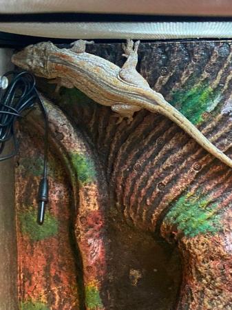 Image 2 of ~2 Year 9 Month Old Orange Striped Gargoyle Gecko + Set Up