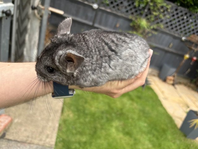 Preview of the first image of Standard grey female chinchilla..